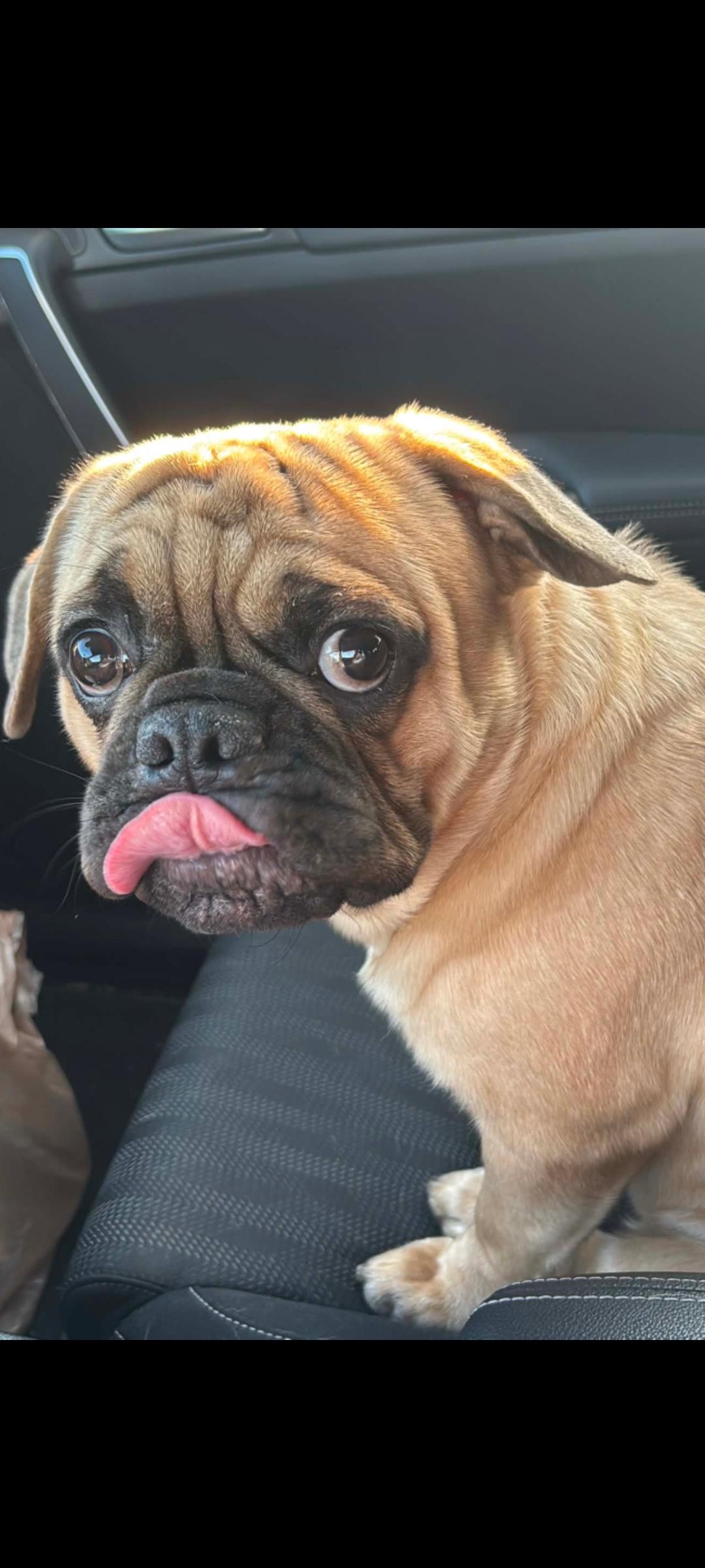 Milo, ADOPTABLE, Young Male Puggle.