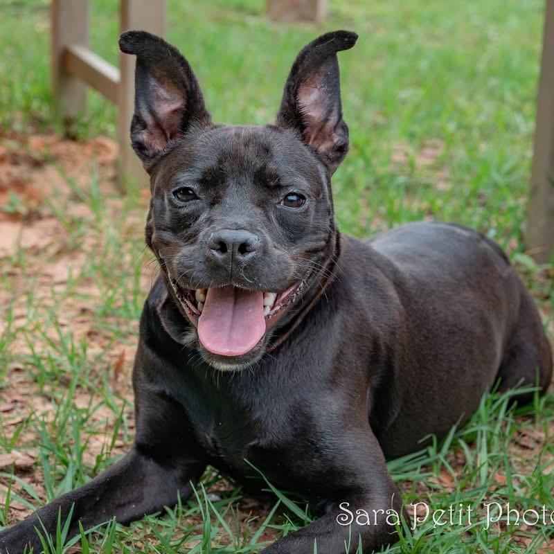 Leona, a Adoptable Mixed Breed in Milton, FL image 1/4