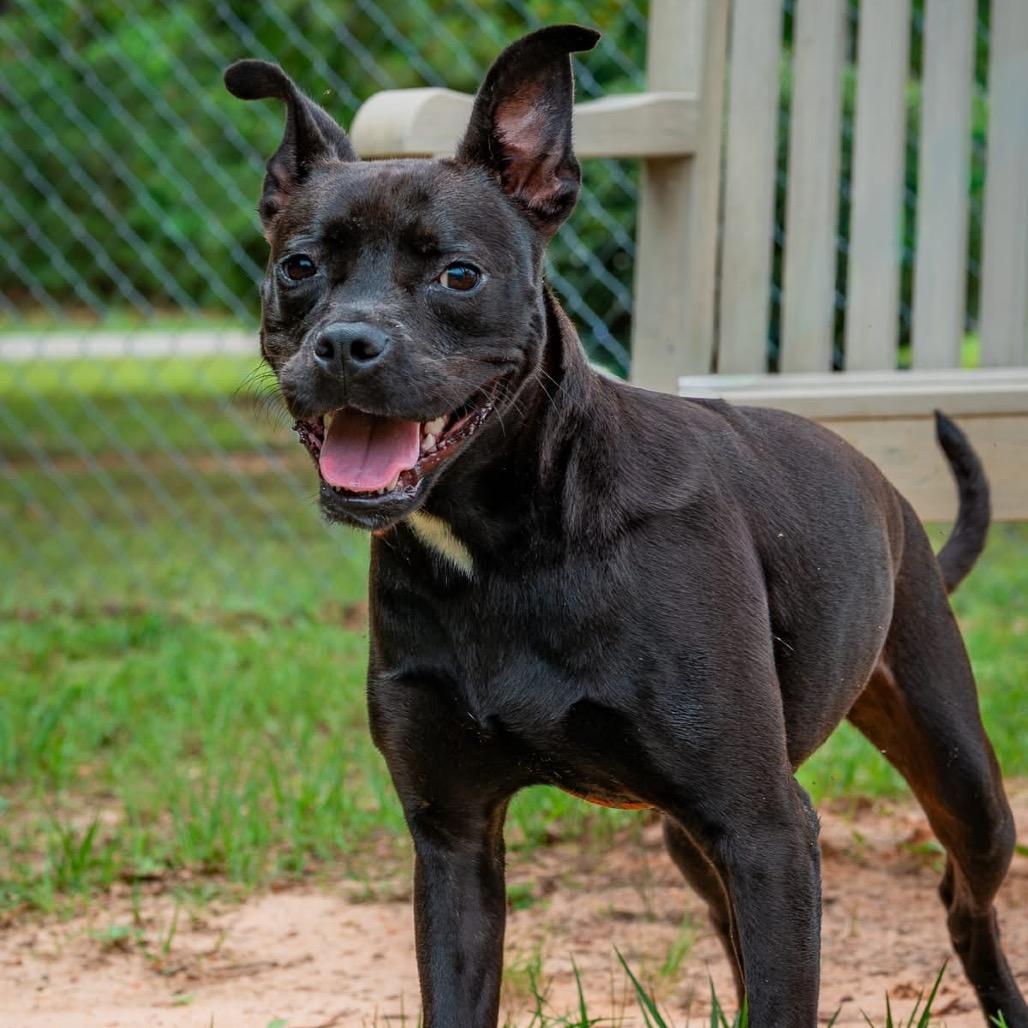 Leona, a Adoptable Mixed Breed in Milton, FL image 2/4