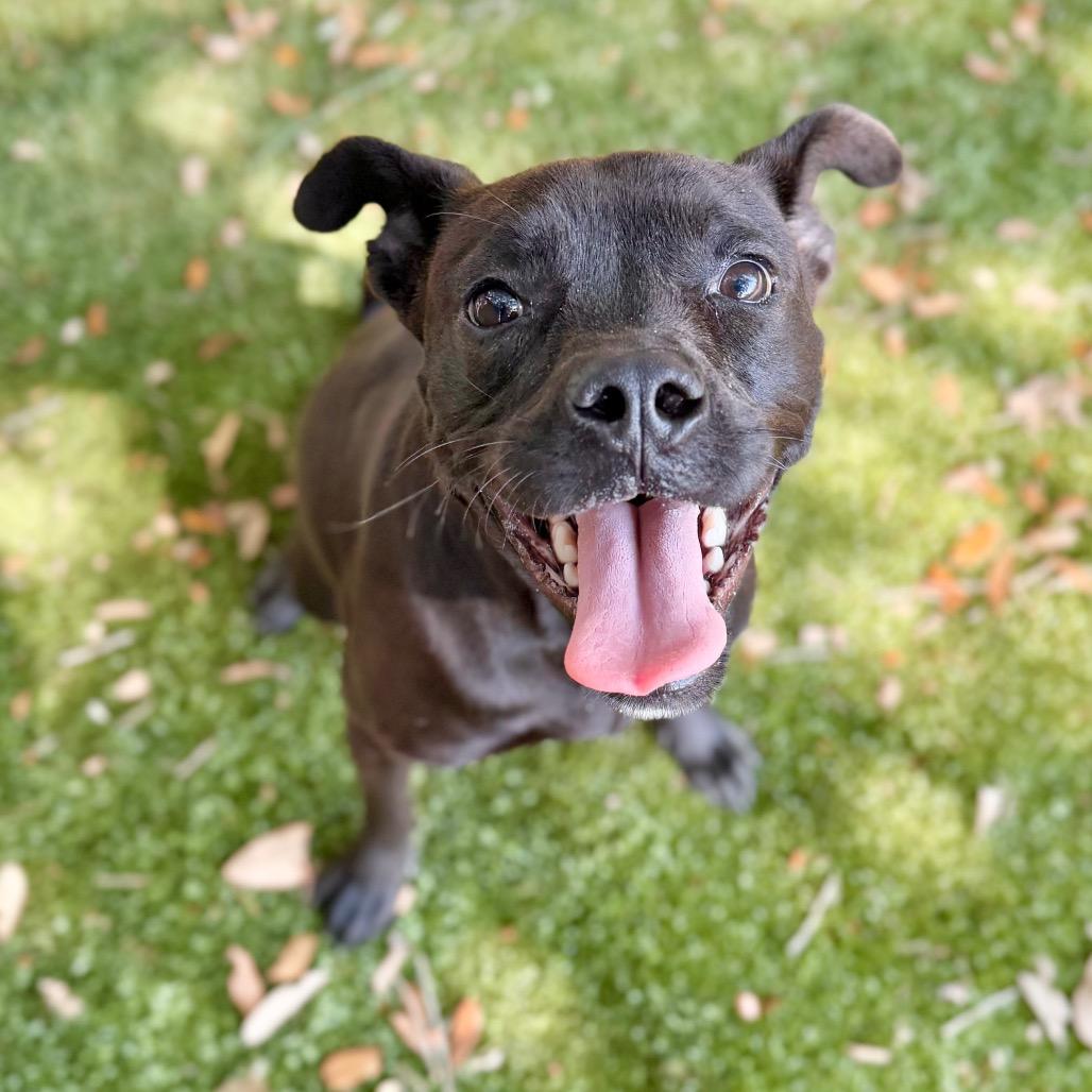 Leona, a Adoptable Mixed Breed in Milton, FL image 3/4