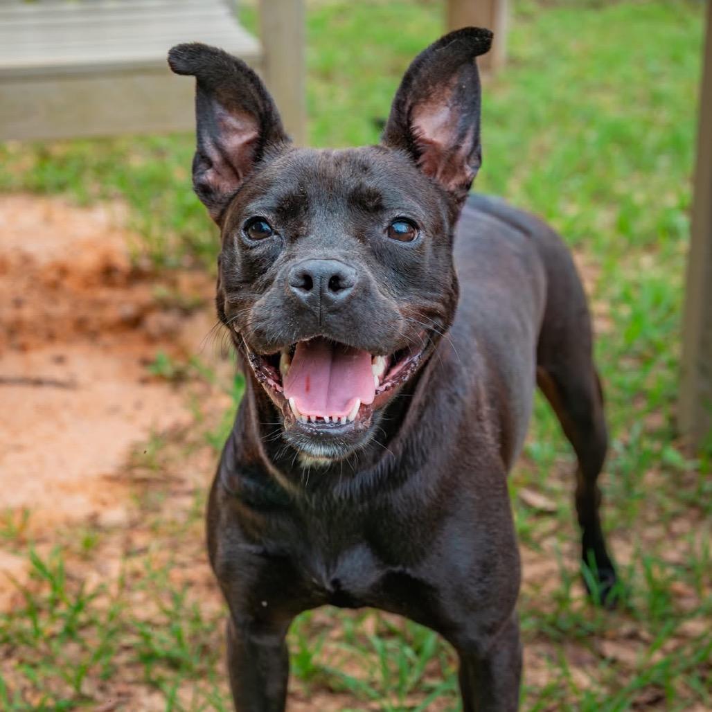 Leona, a Adoptable Mixed Breed in Milton, FL image 4/4
