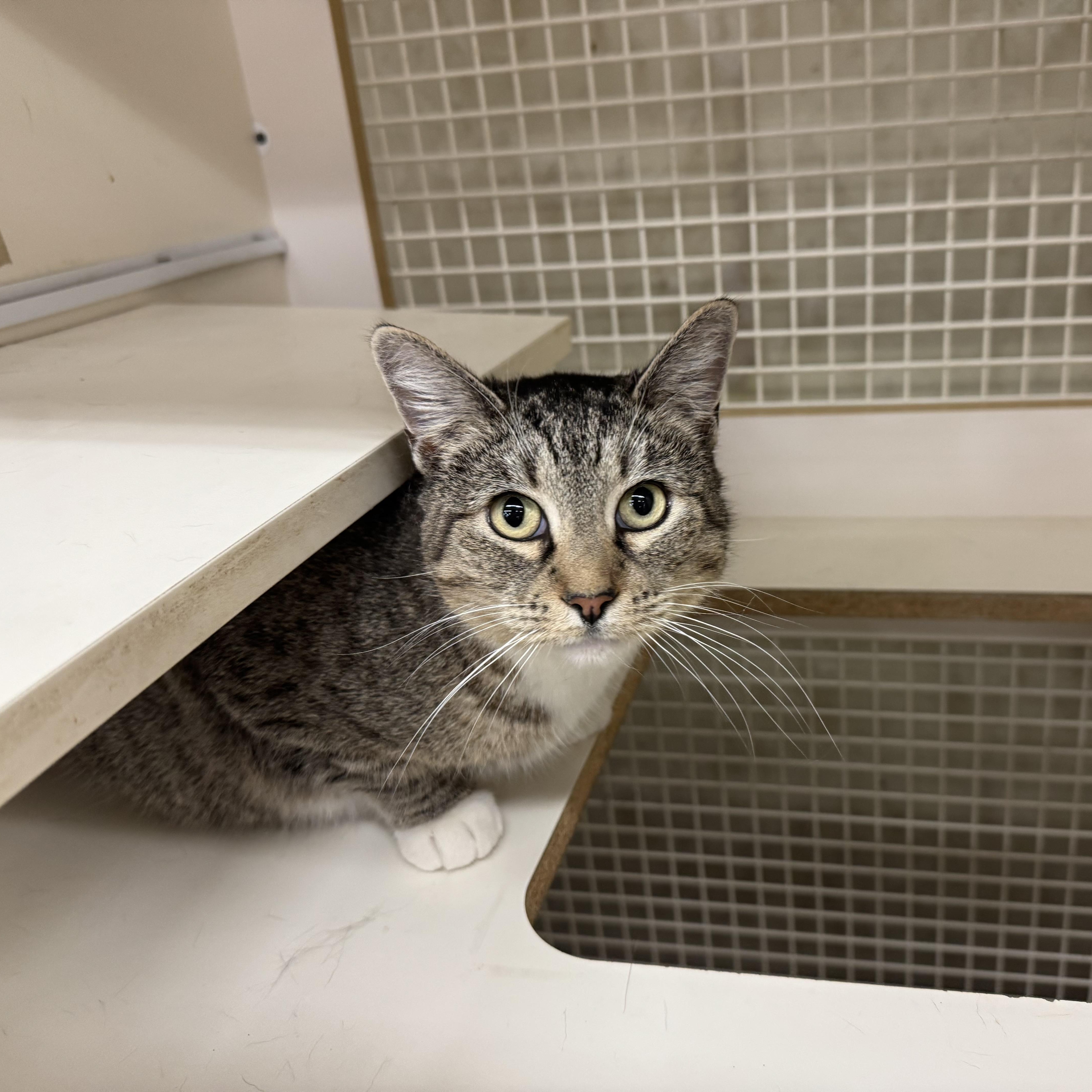 Fern INDOOR ONLY , an adopted mixed breed in Jackson, CA image 1/5