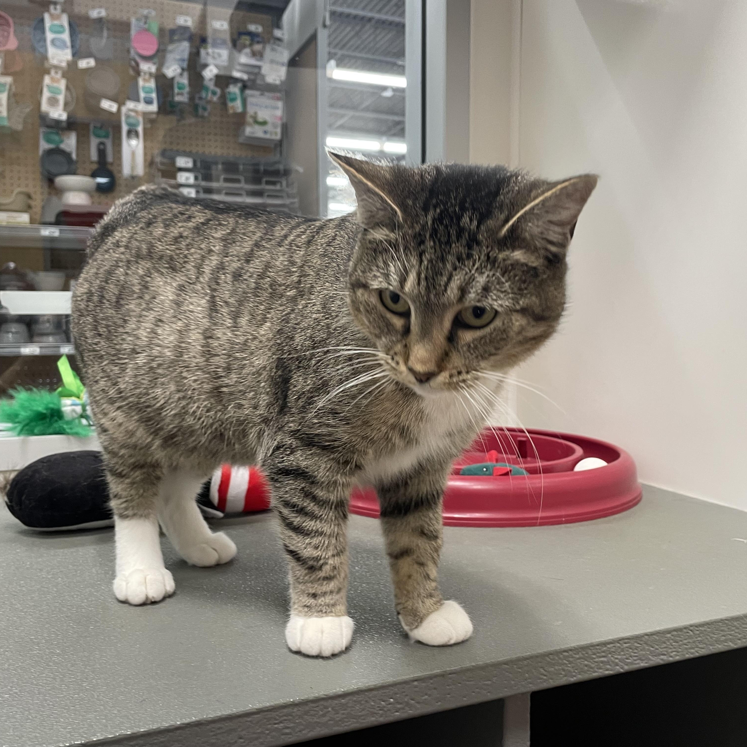 Fern INDOOR ONLY , an adopted mixed breed in Jackson, CA image 2/5