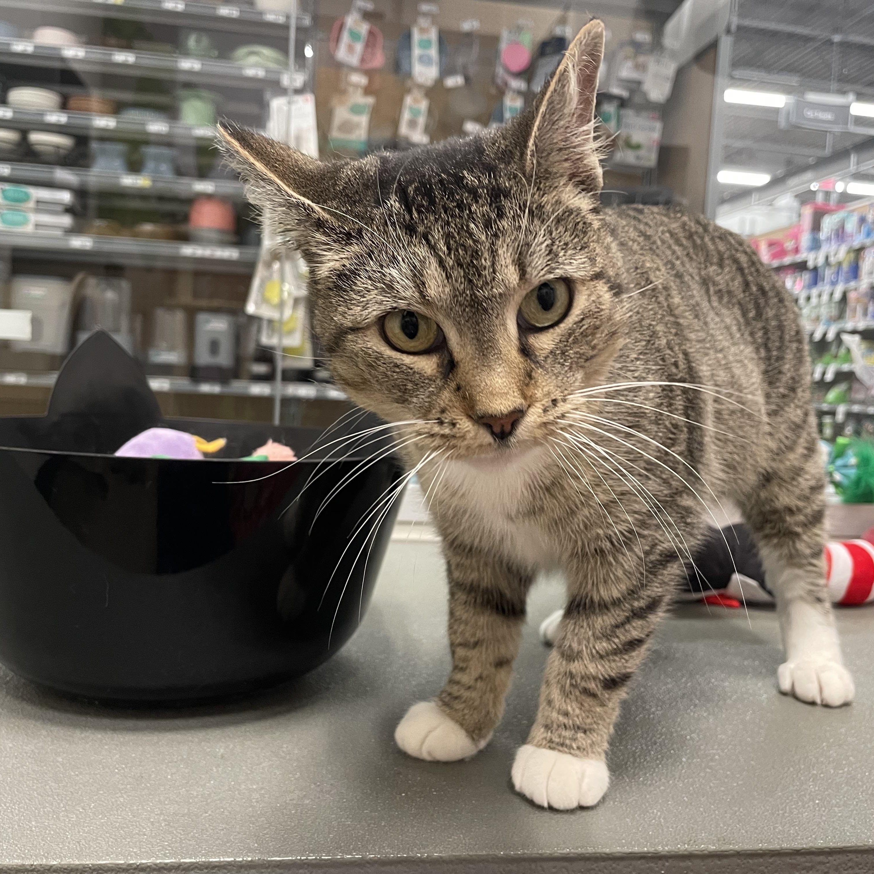 Fern INDOOR ONLY , an adopted mixed breed in Jackson, CA image 3/5