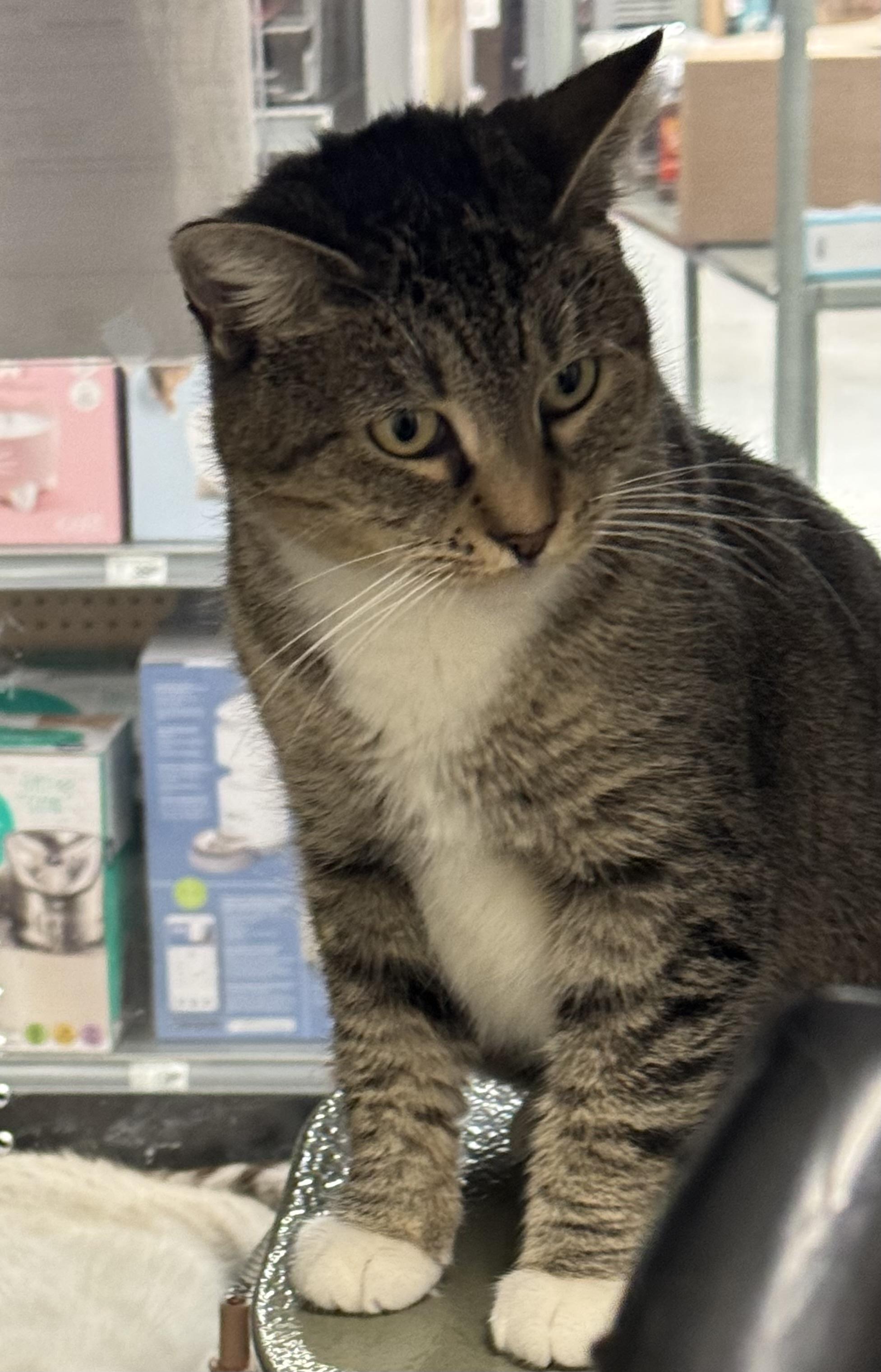 Fern INDOOR ONLY , an adopted mixed breed in Jackson, CA image 5/5