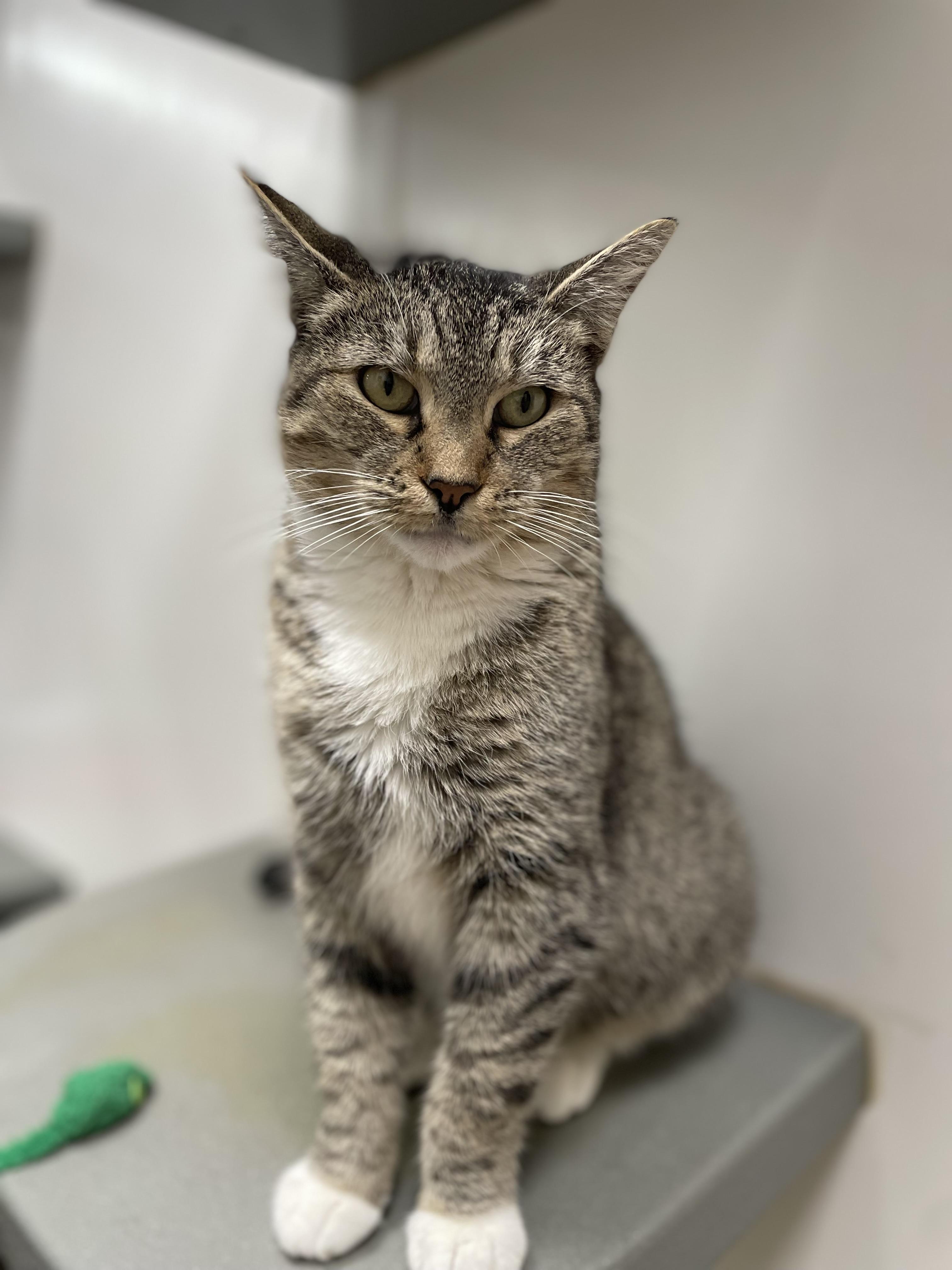 Fern INDOOR ONLY , adopted, Young Female Domestic Short Hair.