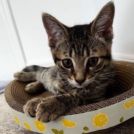 Edward - A Gentle Sweet Boy!, Baby Male Tabby