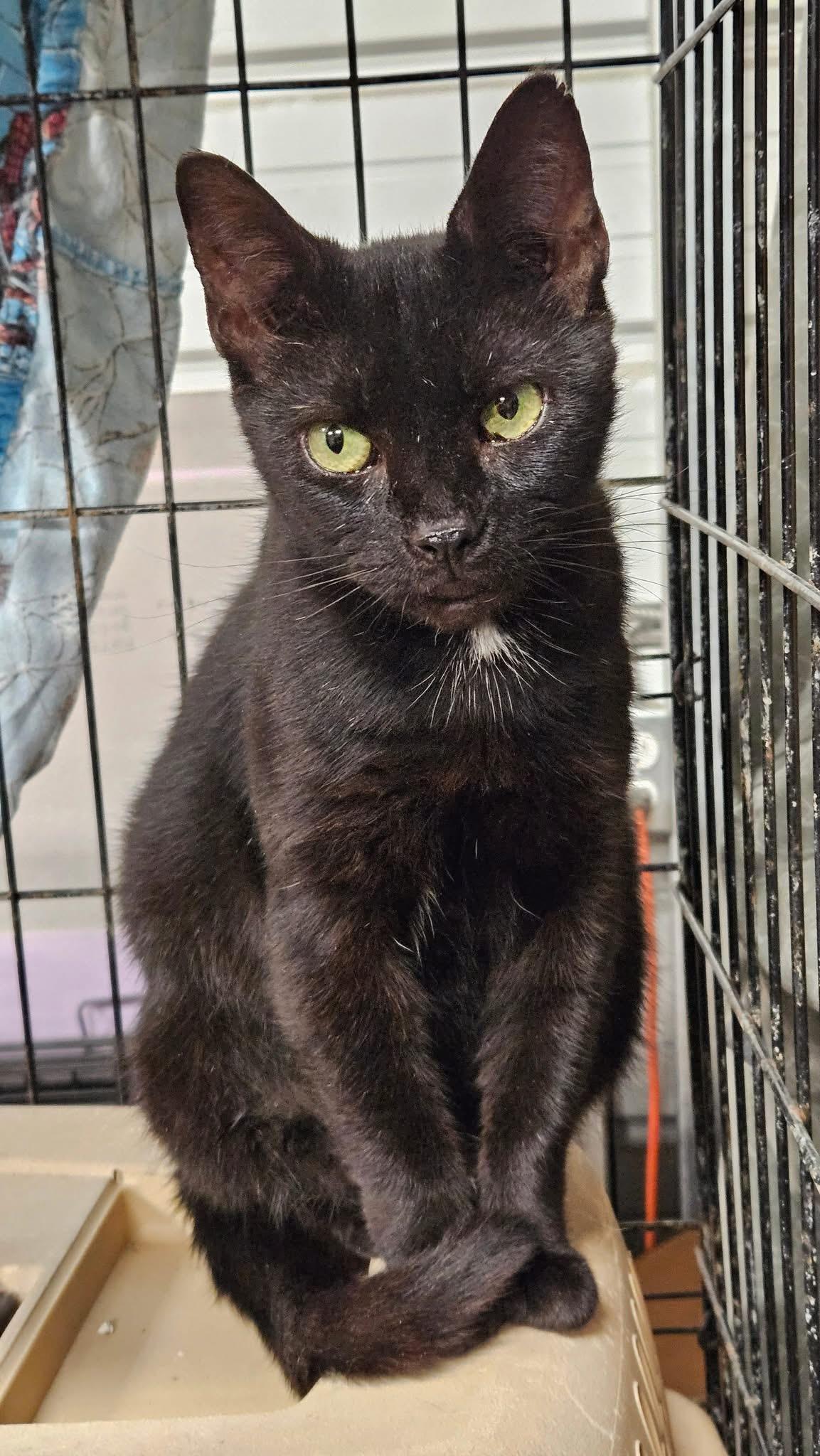 Enya, Young Female Domestic Short Hair
