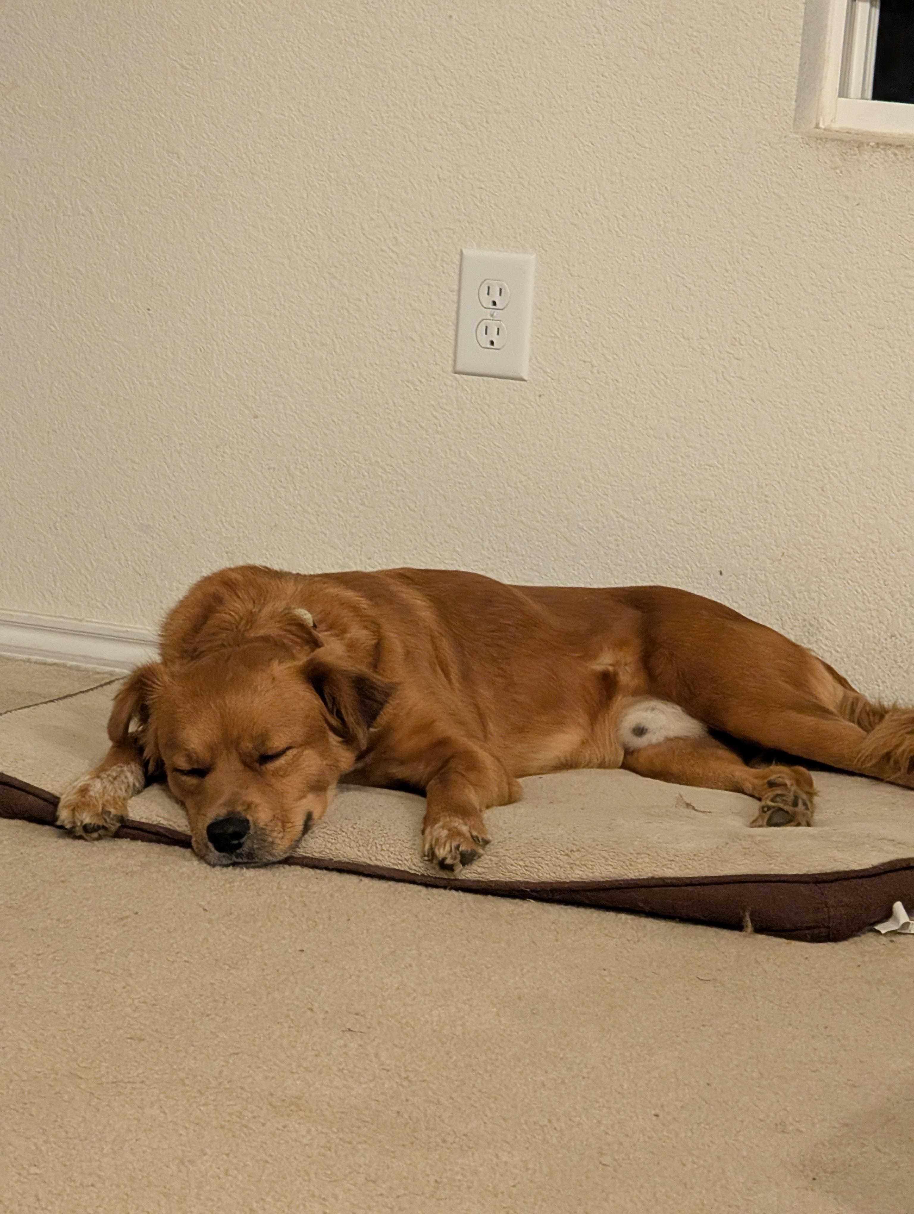 Enlarge Scrappy GDP, a ADOPTABLE mixed breed in Denton, TX image 4/4