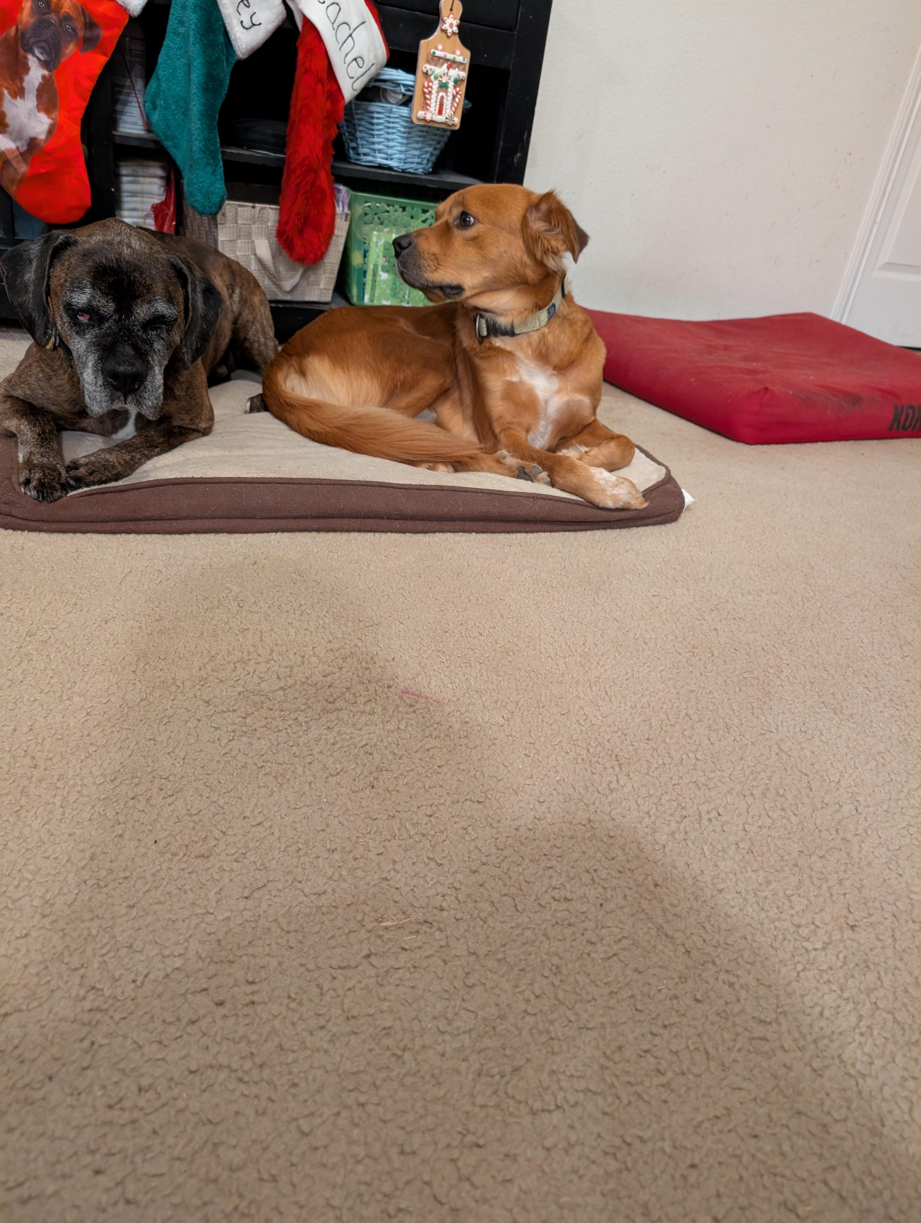 Enlarge Scrappy GDP, a ADOPTABLE mixed breed in Denton, TX image 2/4