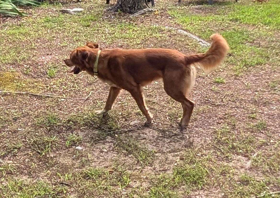 Enlarge Scrappy GDP, a ADOPTABLE mixed breed in Denton, TX image 3/4
