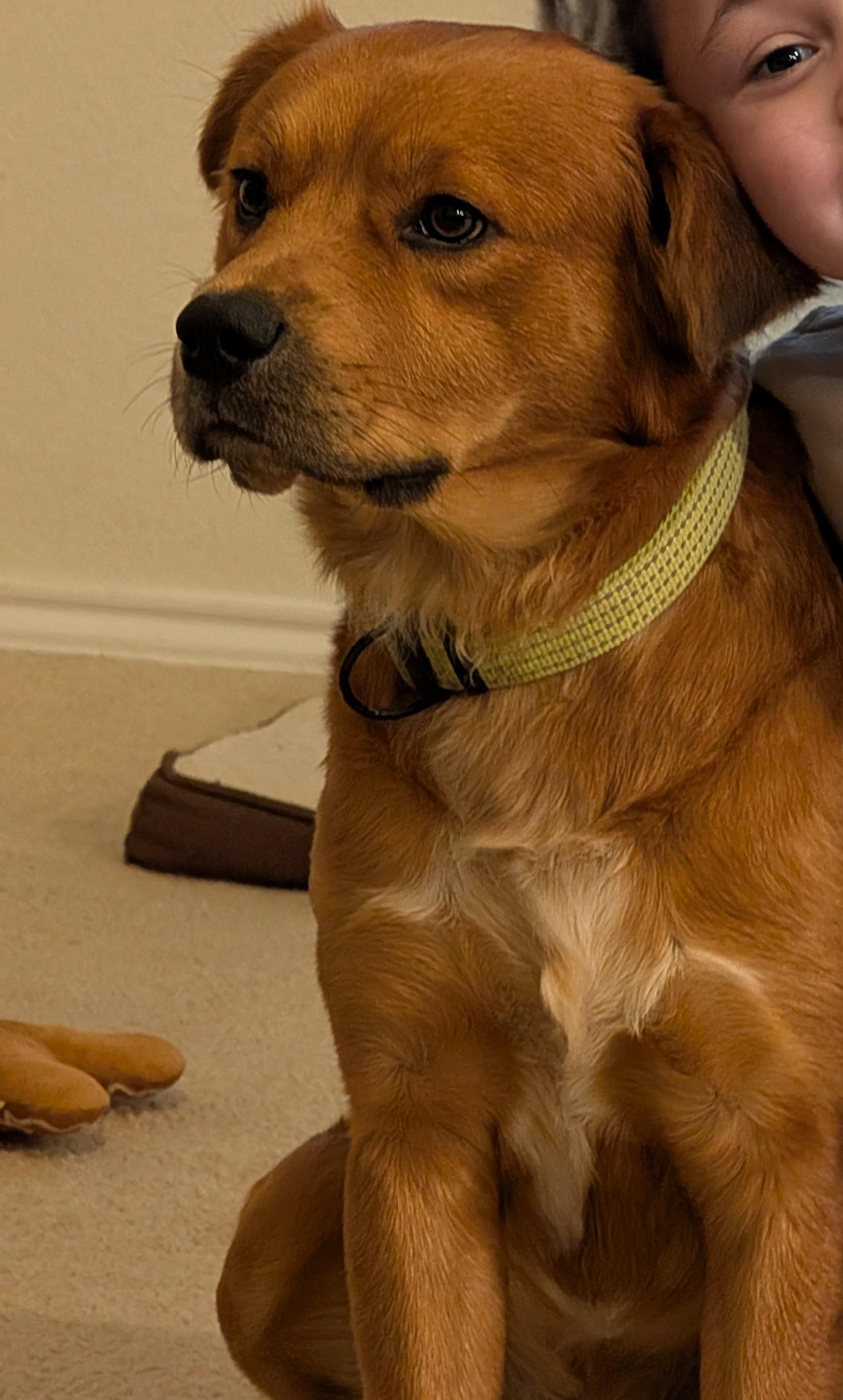 Scrappy GDP, ADOPTABLE, Adult Male Labrador Retriever.