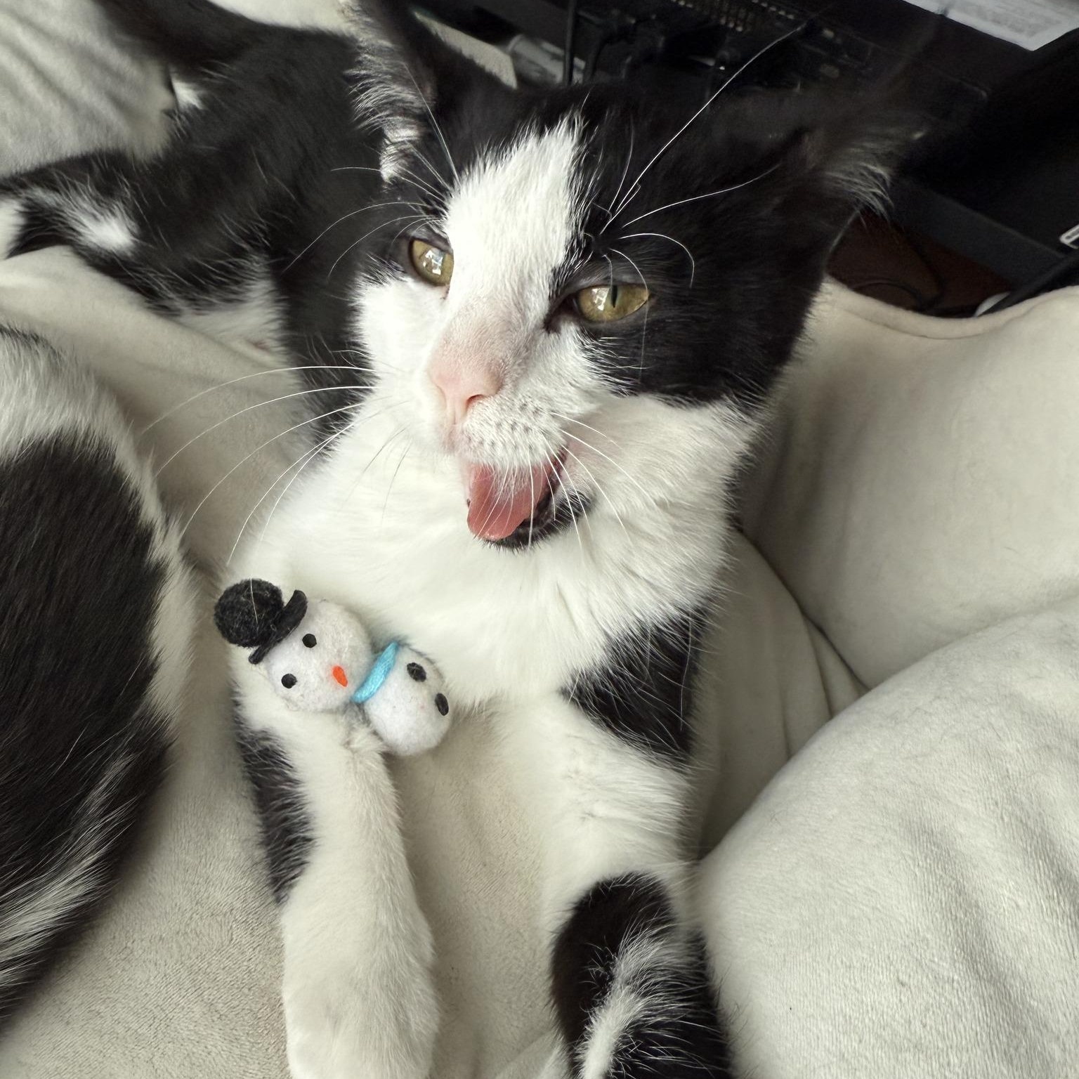 Enlarge Stevie, a Adoptable Domestic Short Hair in Minneapolis, MN image 1/5