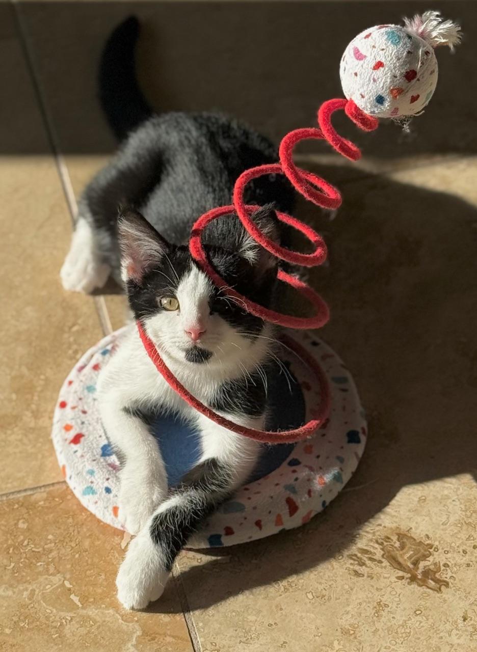 Enlarge Stevie, a Adoptable Domestic Short Hair in Minneapolis, MN image 1/4