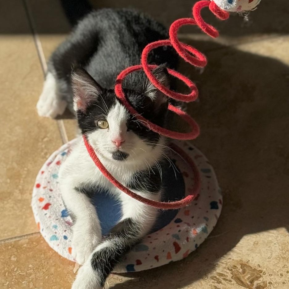 Enlarge Stevie, a Adoptable Domestic Short Hair in Minneapolis, MN image 2/5