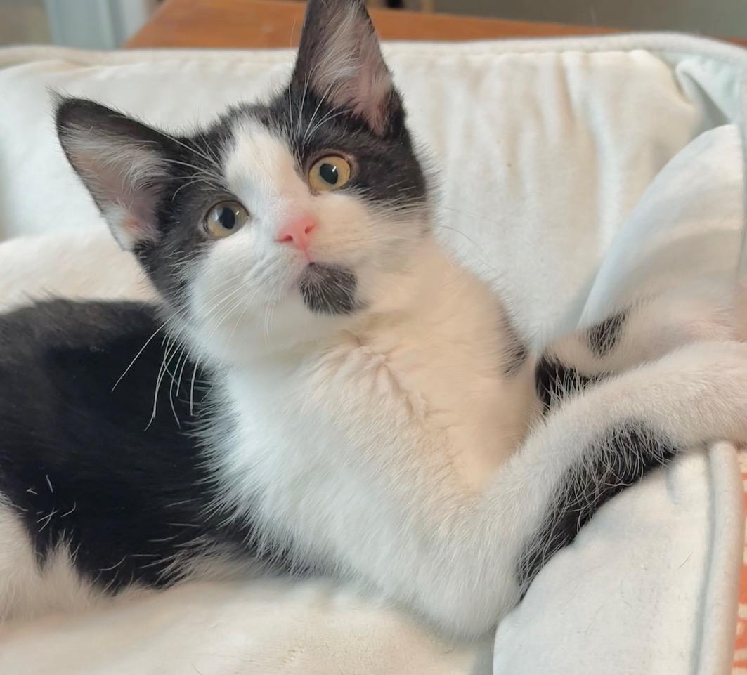 Enlarge Stevie, a Adoptable Domestic Short Hair in Minneapolis, MN image 2/4