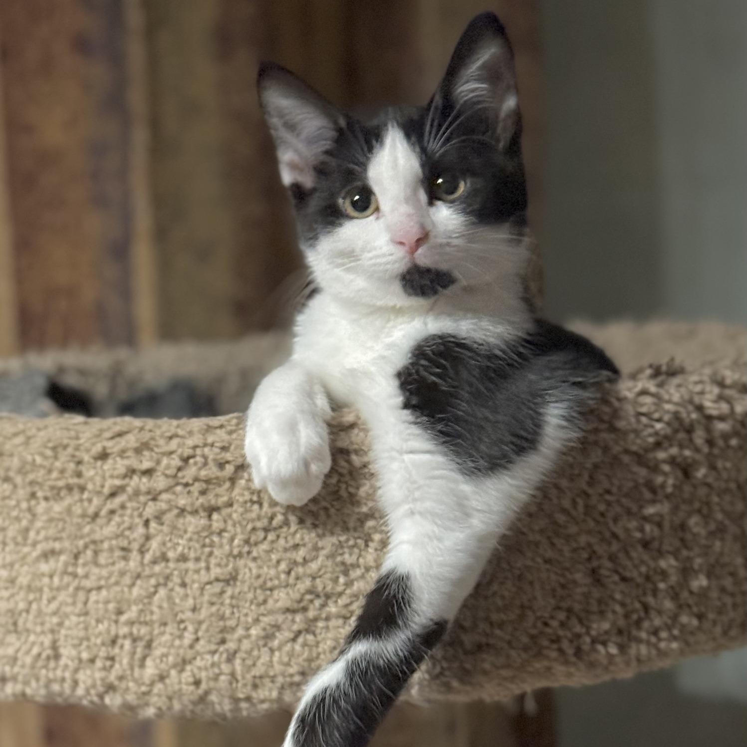 Enlarge Stevie, a Adoptable Domestic Short Hair in Minneapolis, MN image 5/5