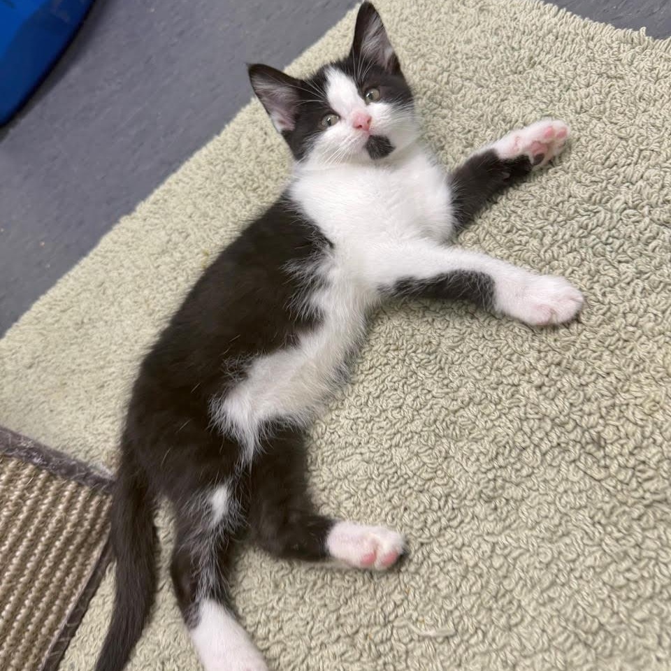 Enlarge Stevie, a Adoptable Domestic Short Hair in Minneapolis, MN image 4/4