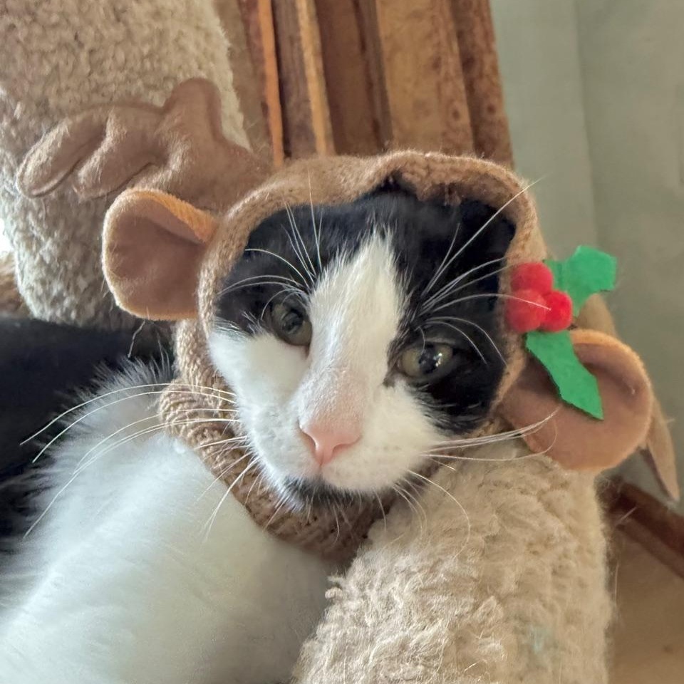 Enlarge Stevie, a Adoptable Domestic Short Hair in Minneapolis, MN image 3/4