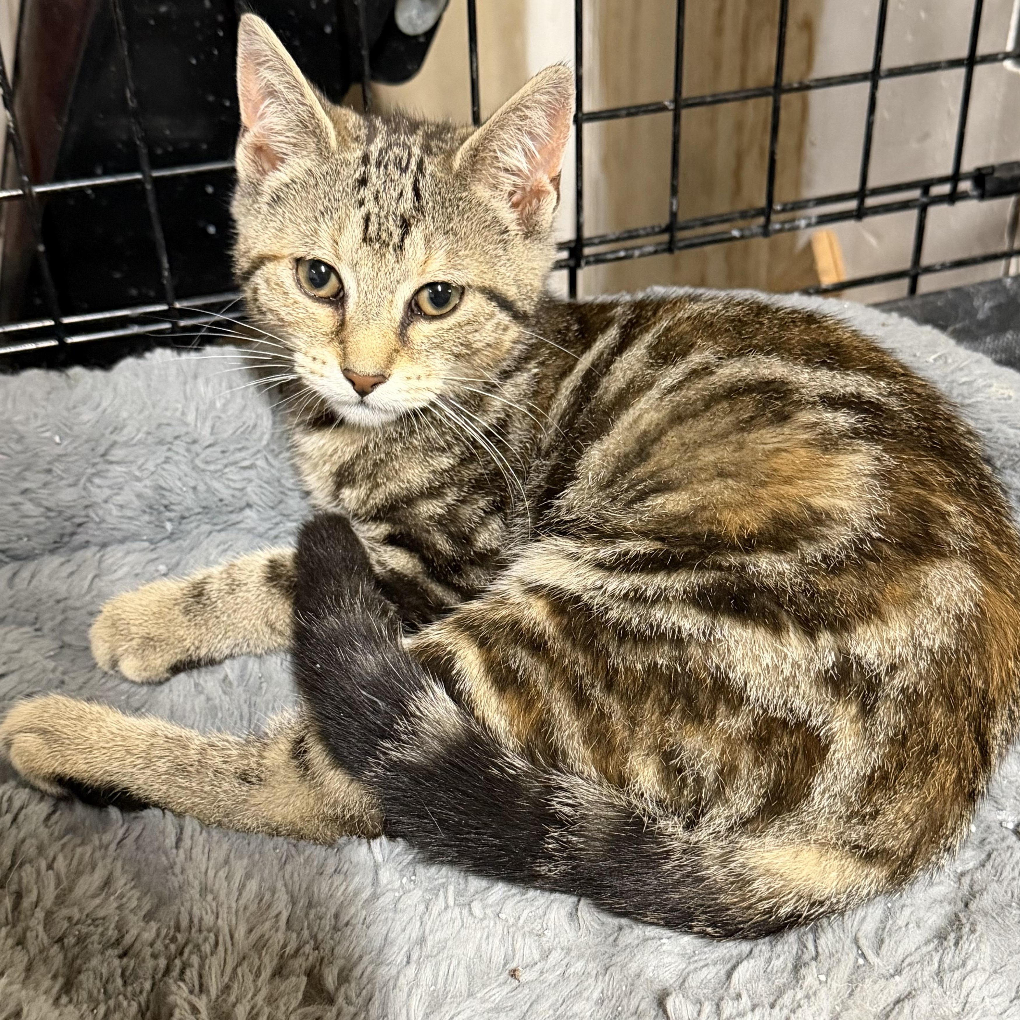Miss Marbles, adopted, Kitten Female Bengal & Domestic Short Hair.