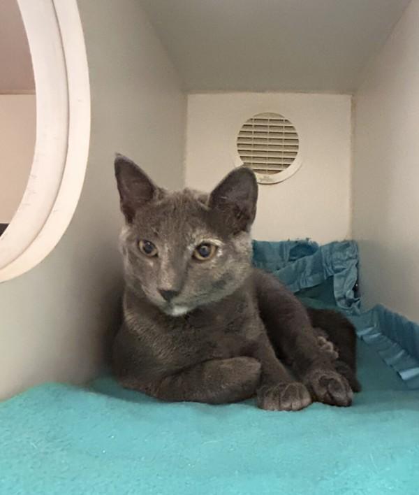 Toast, Adoptable, Kitten Female Domestic Short Hair.
