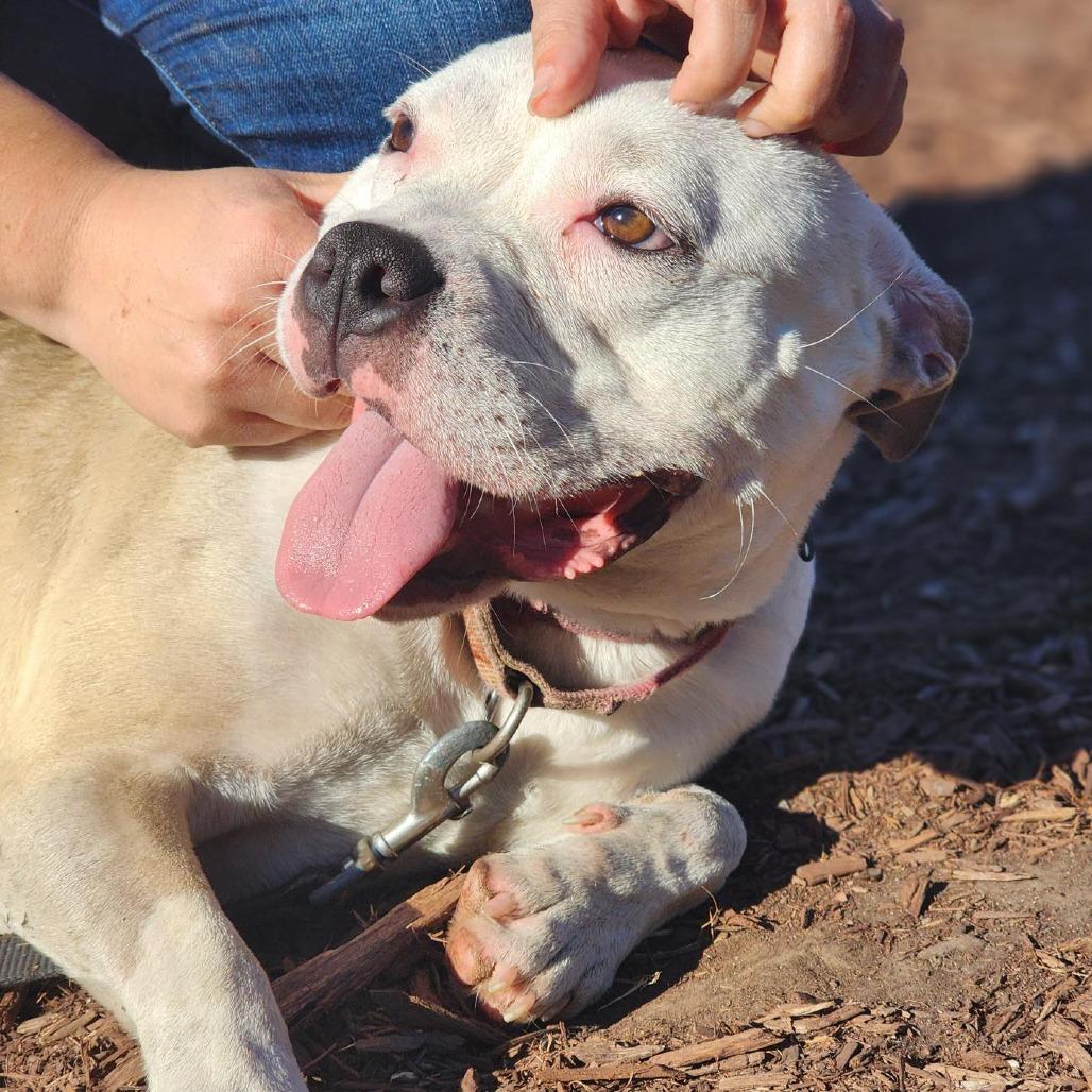 Neka, Adoptable, Young Female Pit Bull Terrier.