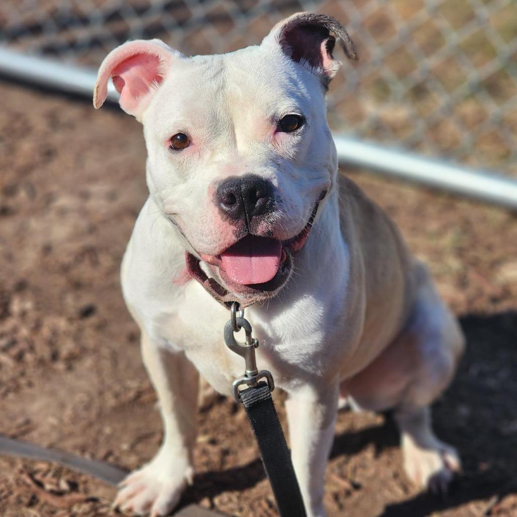 Neka, Adoptable, Young Female Pit Bull Terrier.