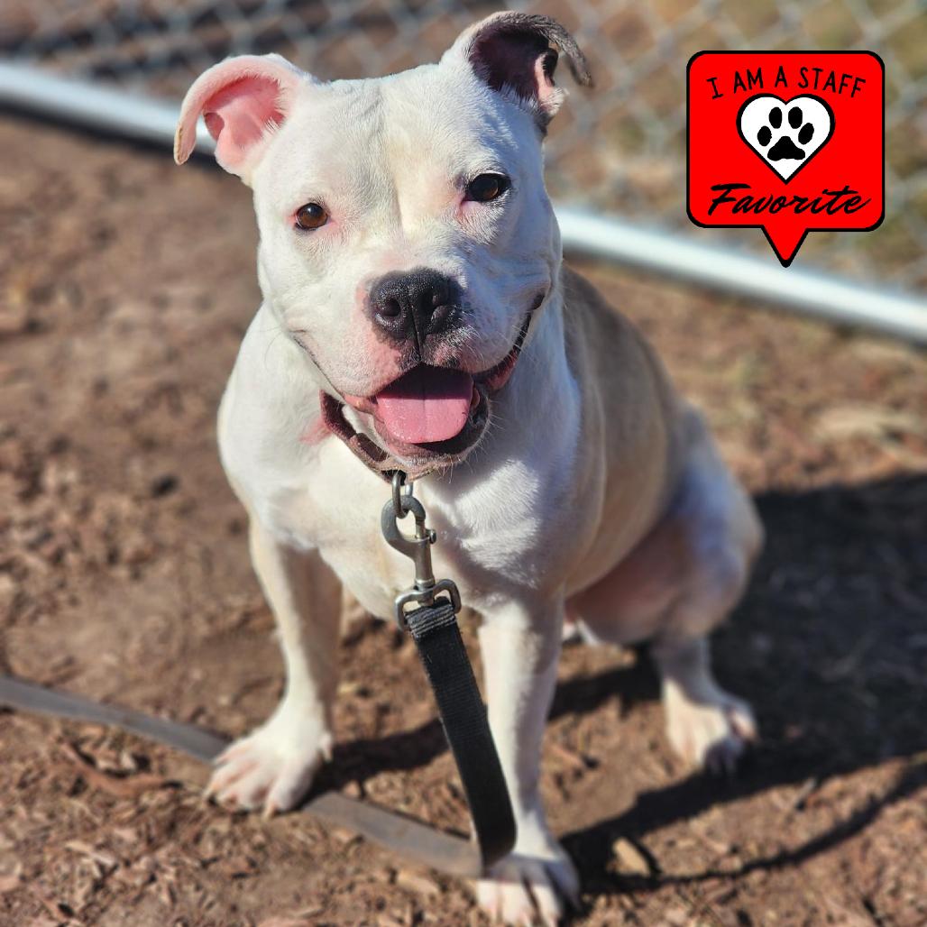 Enlarge Neka, a Adoptable Pit Bull Terrier in Champaign, IL image 2/6