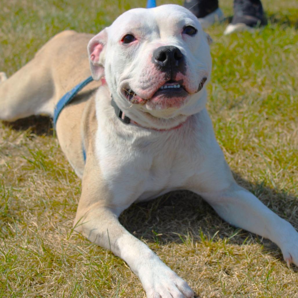 Enlarge Neka, a Adoptable Pit Bull Terrier in Champaign, IL image 4/6