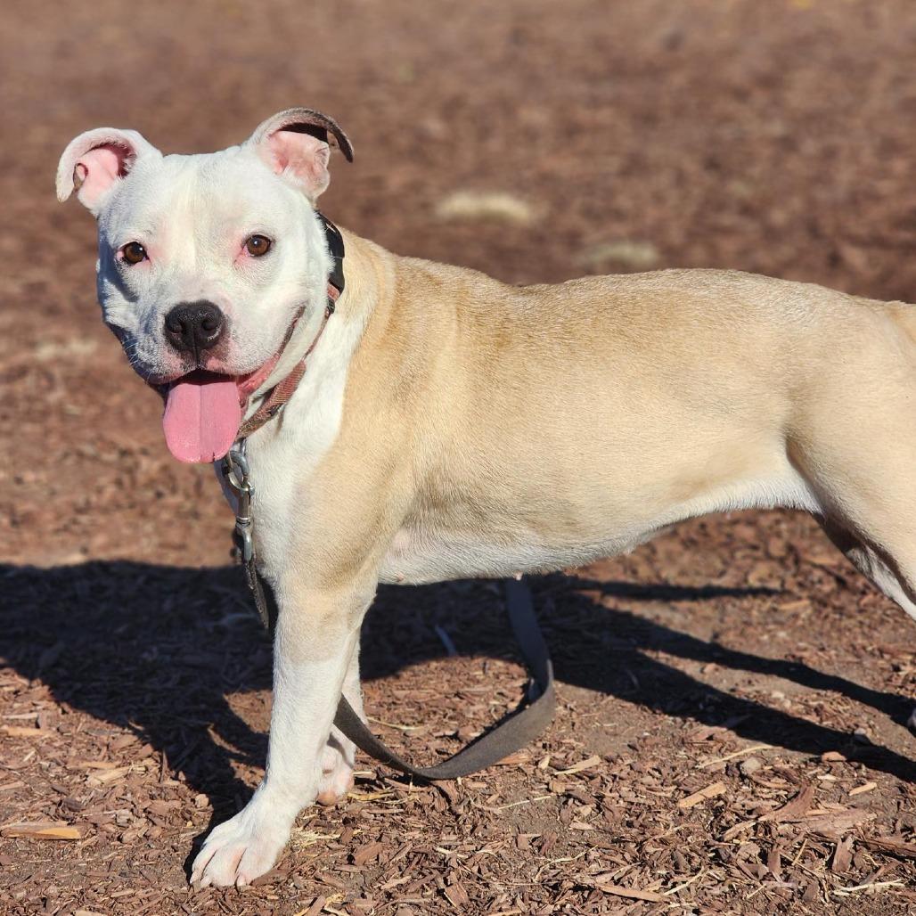 Enlarge Neka, a Adoptable Pit Bull Terrier in Champaign, IL image 5/6