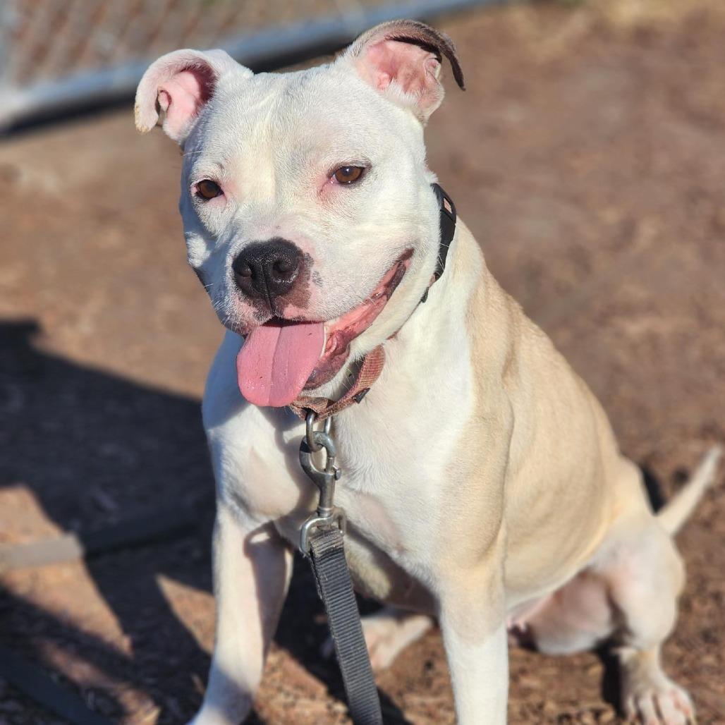 Enlarge Neka, a Adoptable Pit Bull Terrier in Champaign, IL image 5/6