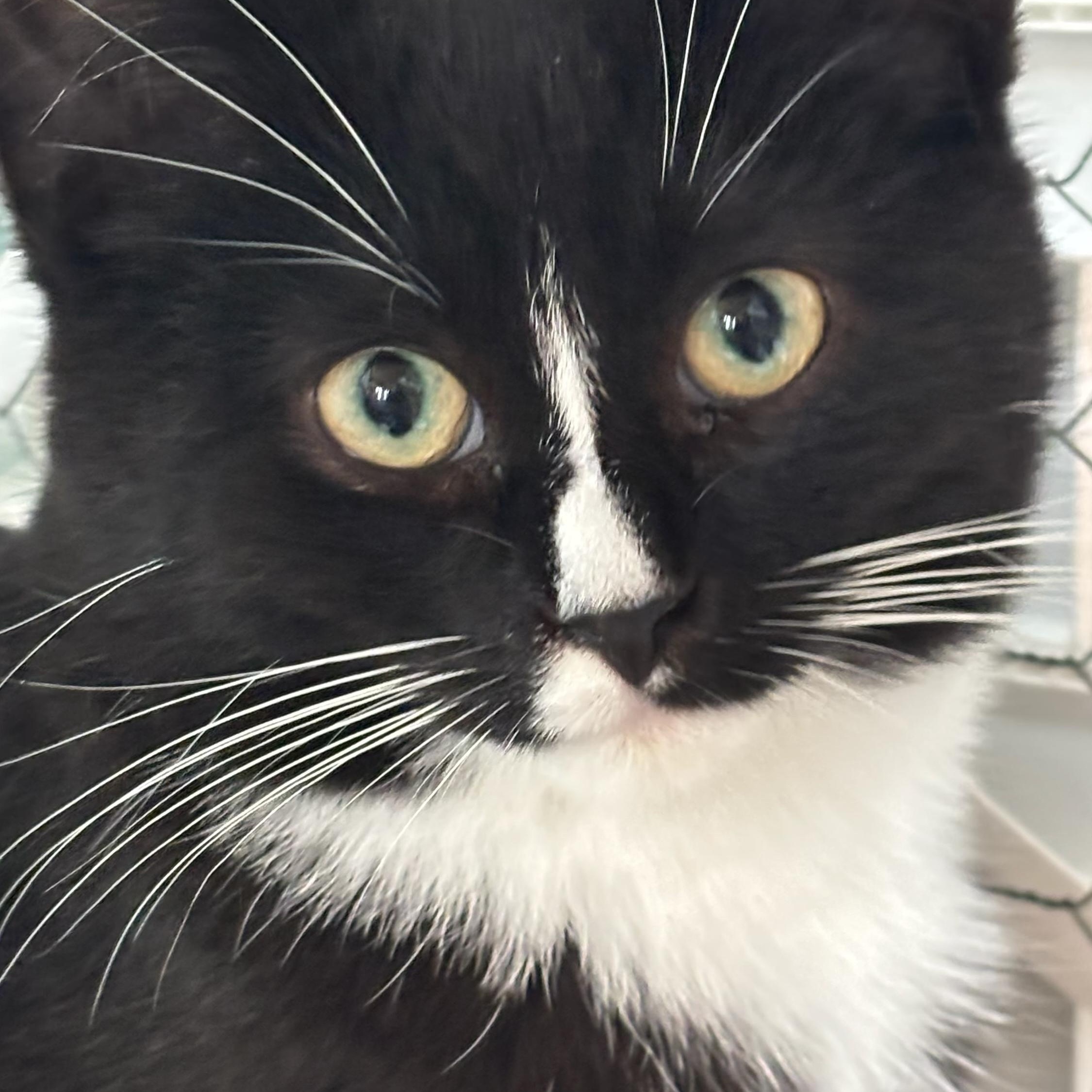 Enlarge Puffin, a ADOPTABLE Domestic Short Hair in Shelby Township, MI image 1/1