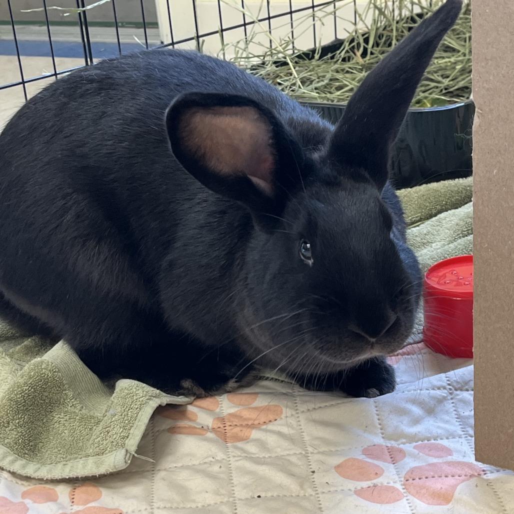 M&M, Adoptable, Young Female American.