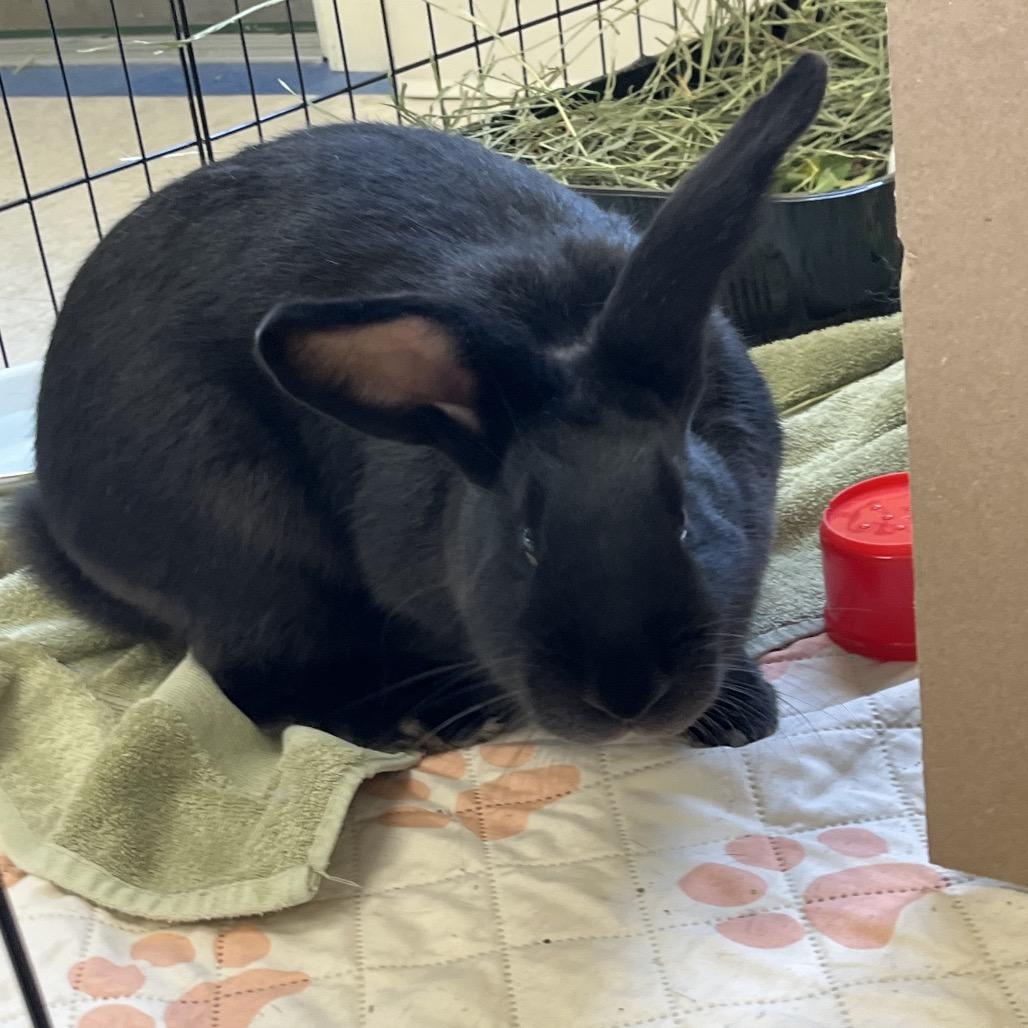 M&M, a Adoptable American in Bedford, NH image 2/6