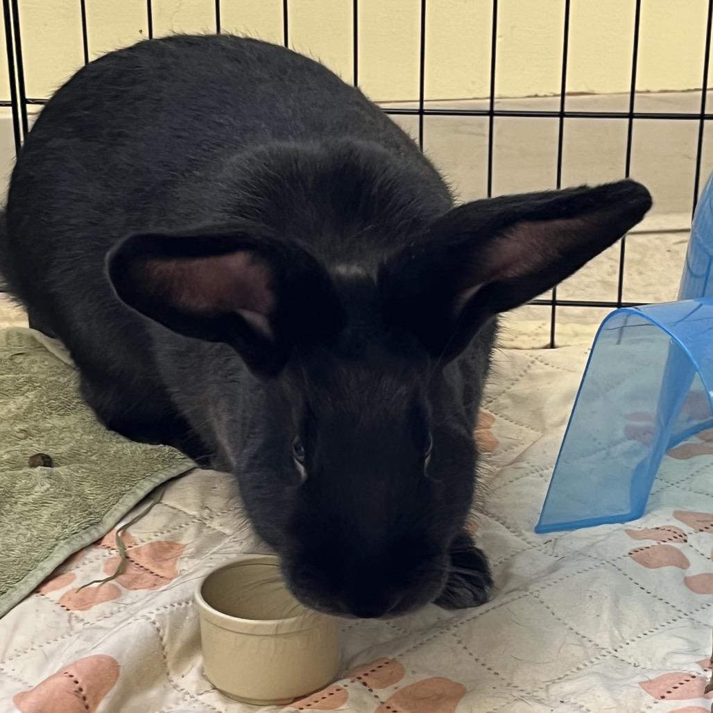 M&M, a Adoptable American in Bedford, NH image 3/6