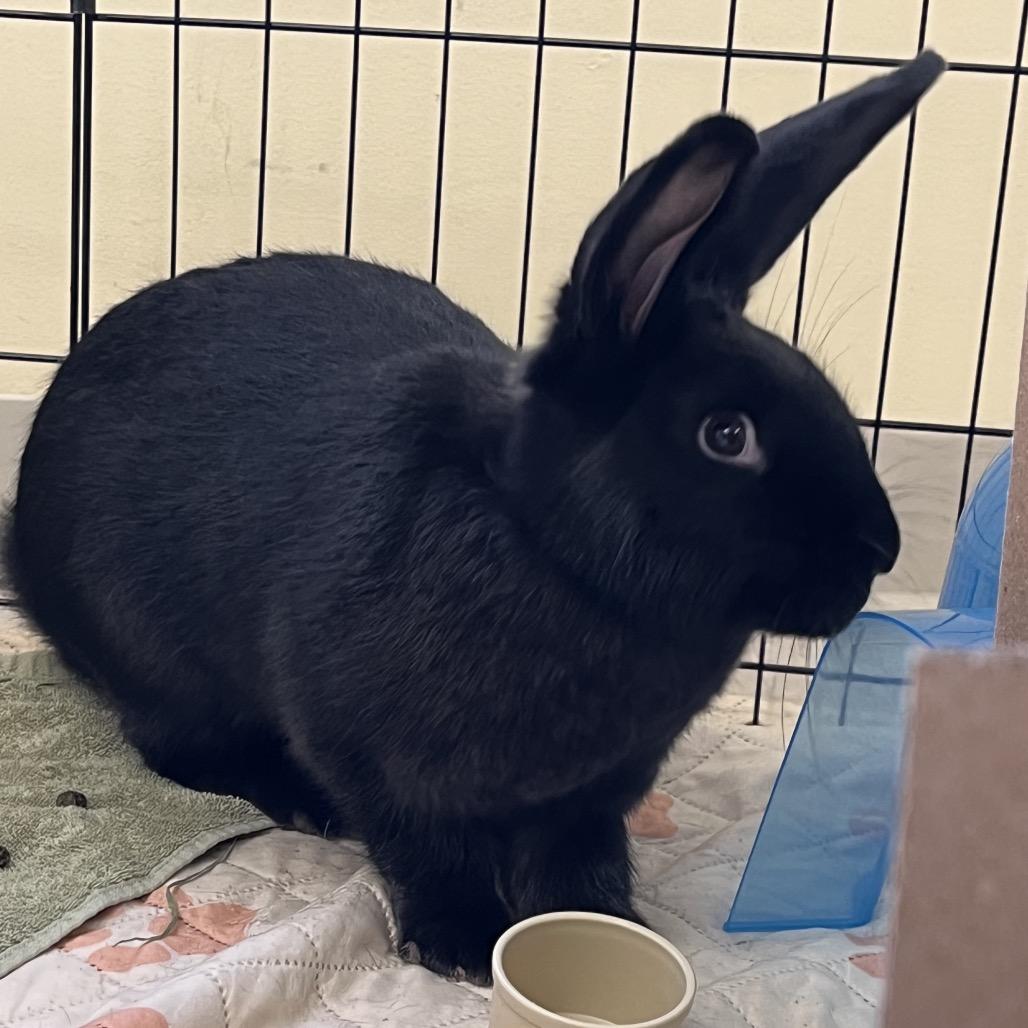 M&M, a Adoptable American in Bedford, NH image 4/6