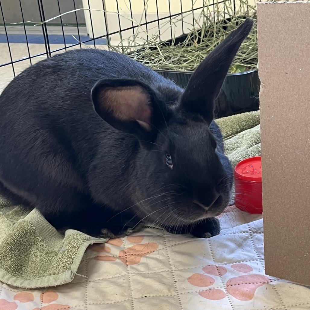 M&M, a Adoptable American in Bedford, NH image 5/6