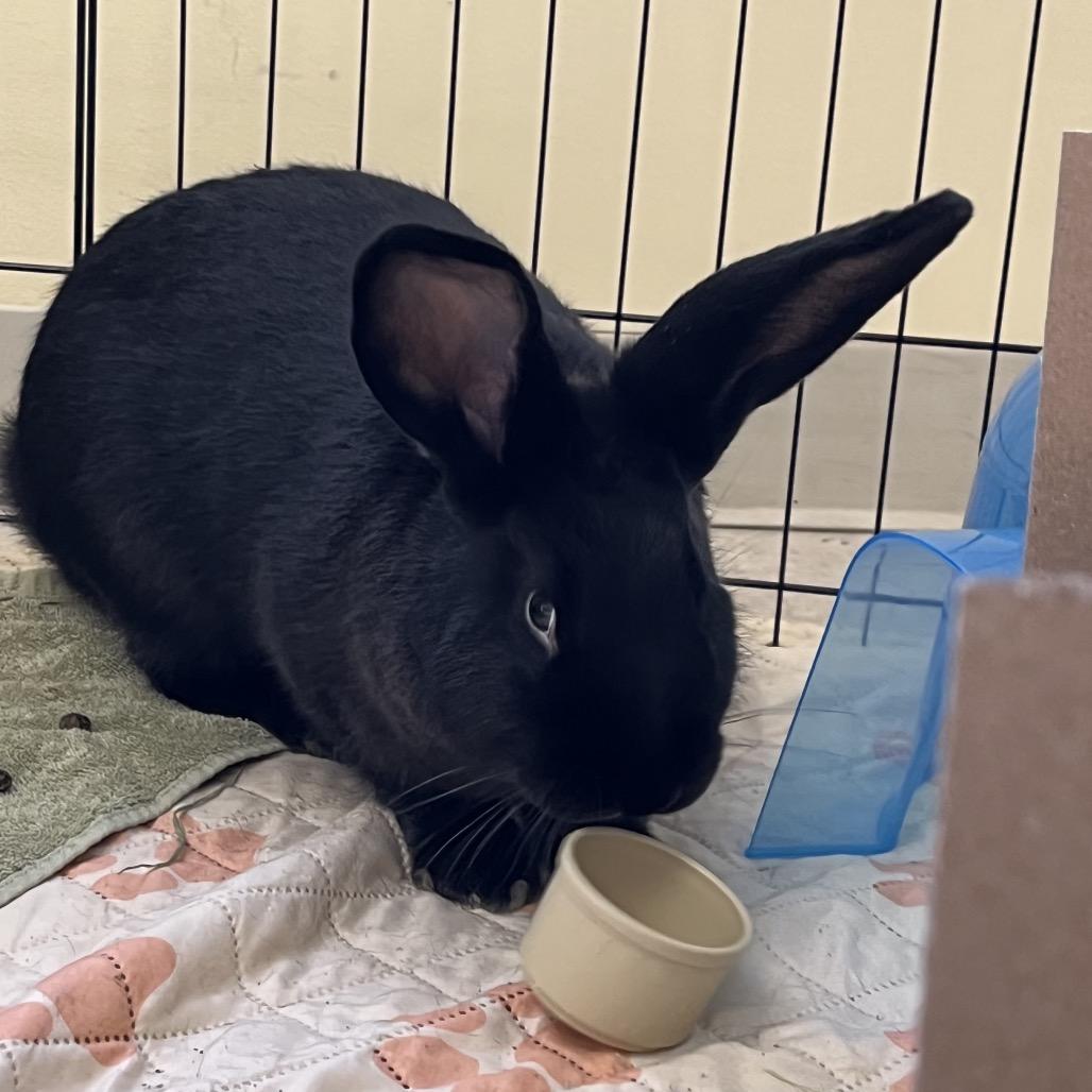 M&M, a Adoptable American in Bedford, NH image 6/6