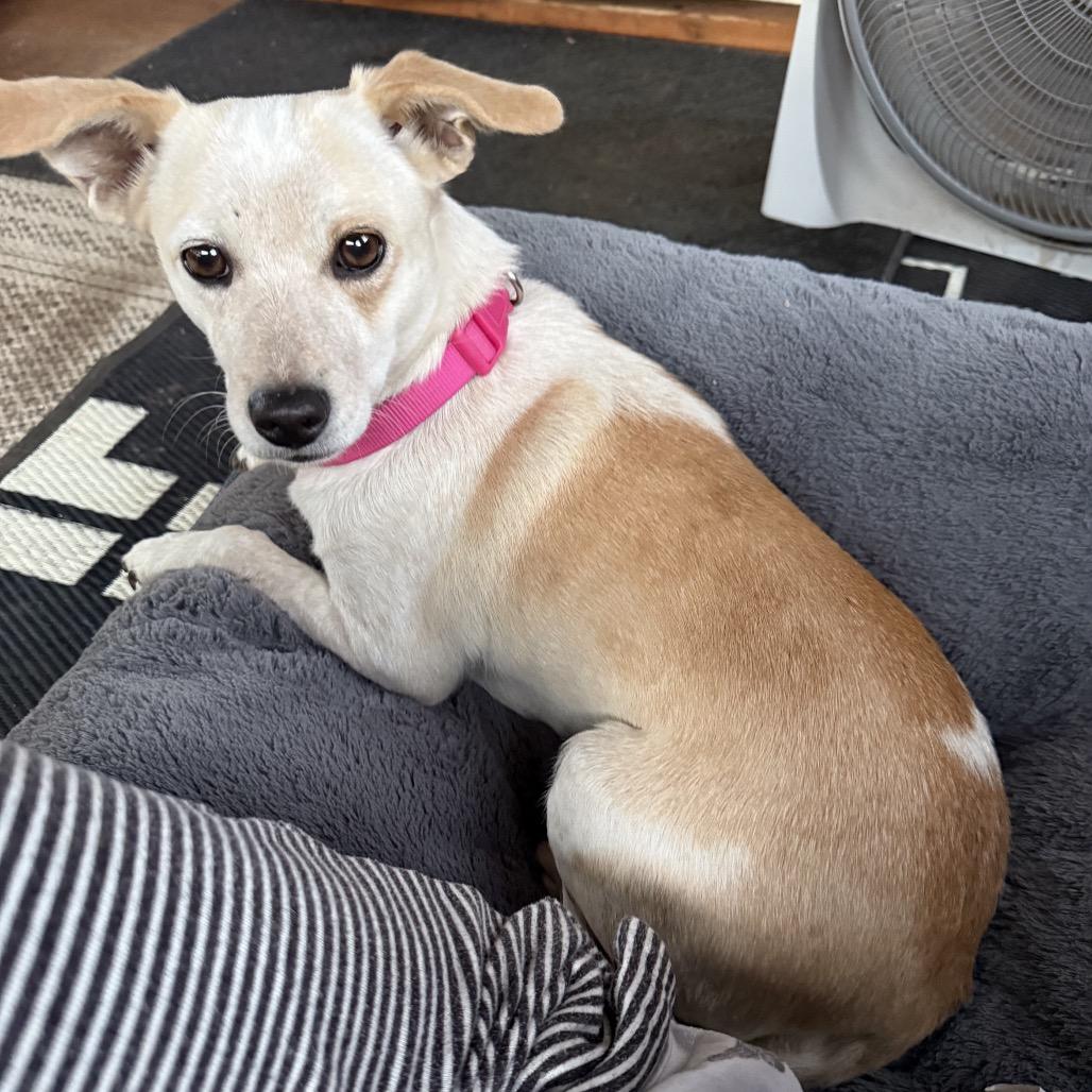 Bunny, Adoptable, Adult Female Mixed Breed & Mixed Breed.