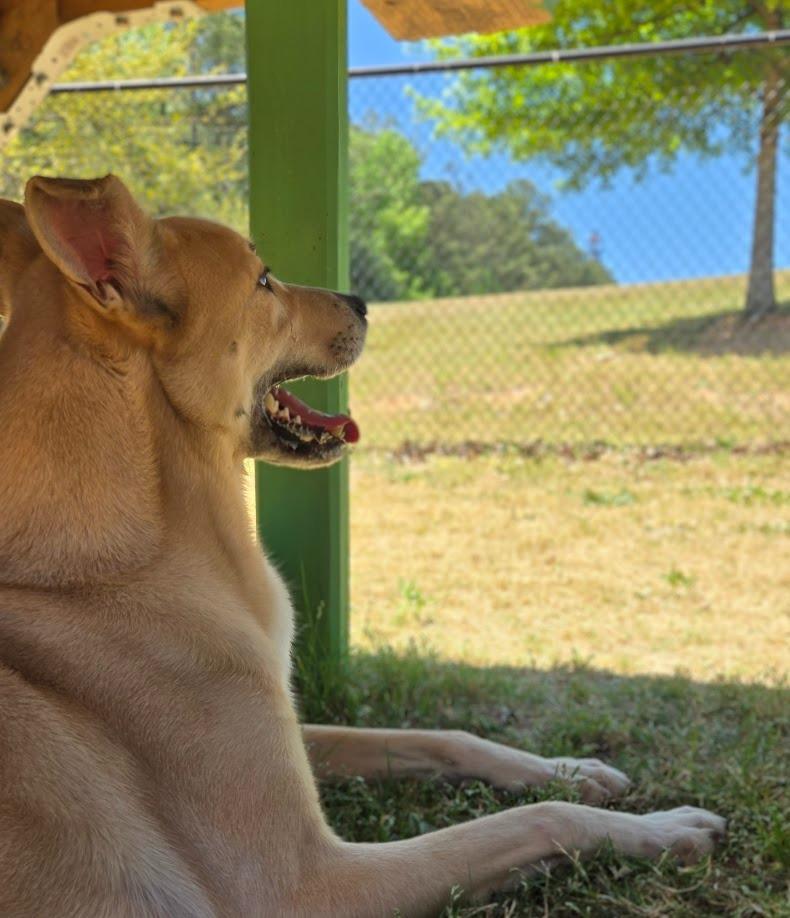 Lady, Adoptable, Adult Female Mixed Breed.