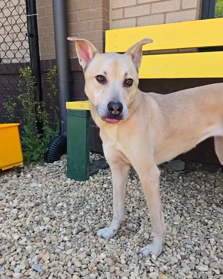 Enlarge Lady, a Adoptable mixed breed in Douglasville, GA image 2/6