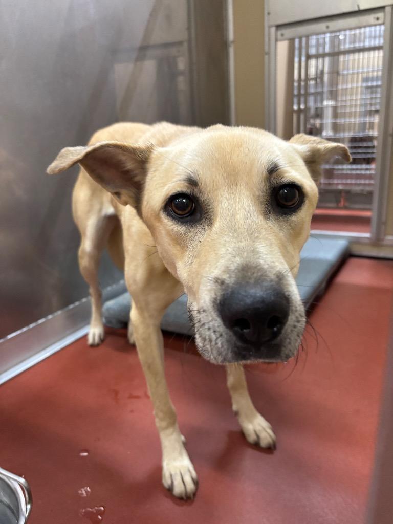 Enlarge Lady, a Adoptable mixed breed in Douglasville, GA image 1/2