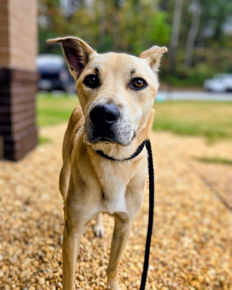 Enlarge Lady, a Adoptable mixed breed in Douglasville, GA image 2/2