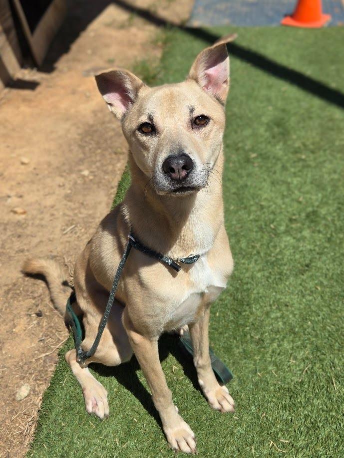 Enlarge Lady, a Adoptable mixed breed in Douglasville, GA image 6/6