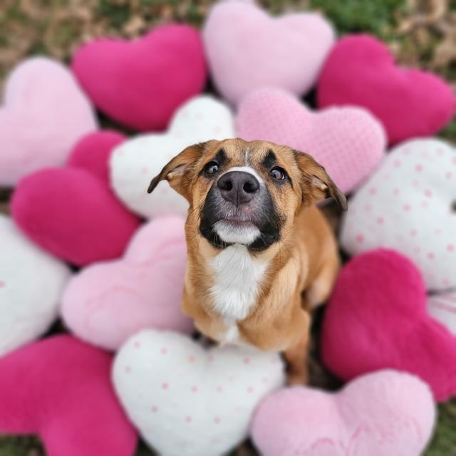Sydney, a Adoptable mixed breed in Midway, UT image 2/6