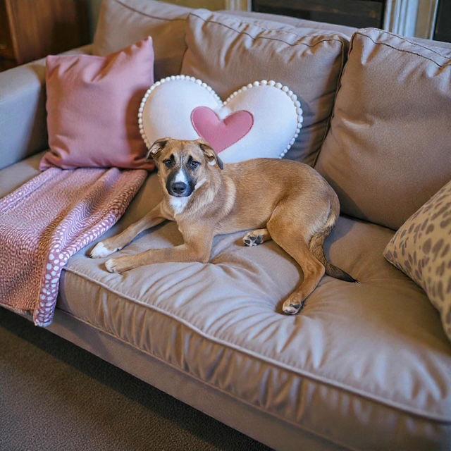 Sydney, a Adoptable mixed breed in Midway, UT image 5/6