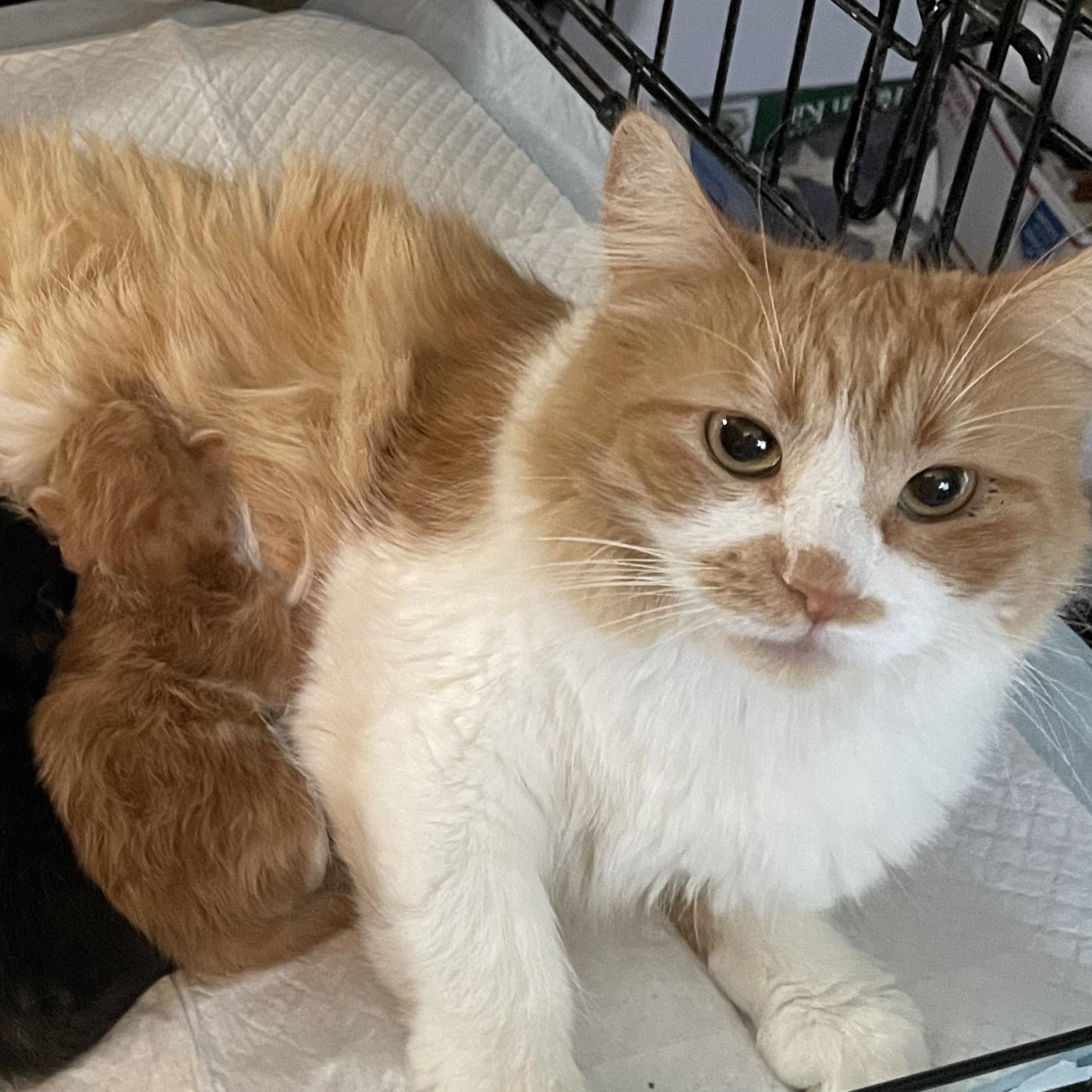 Violet, ADOPTABLE, Adult Female Domestic Long Hair.