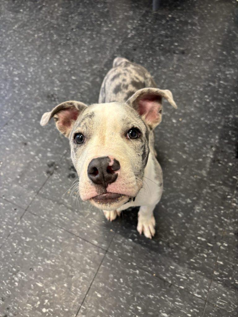 Octavius, Adoptable, Young Male Pit Bull Terrier.