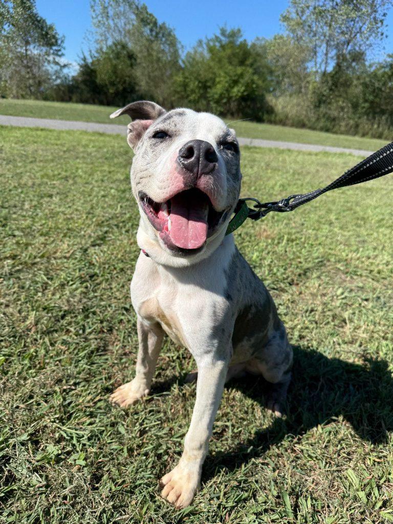 Octavius, a Adoptable mixed breed in Brooklyn, NY image 2/3