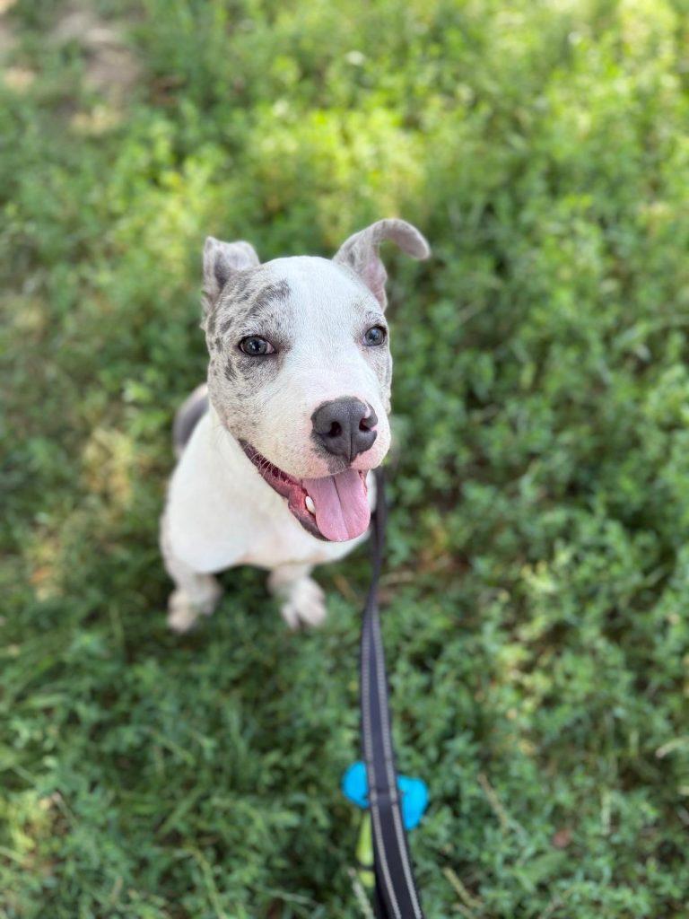 Octavius, a Adoptable mixed breed in Brooklyn, NY image 3/3